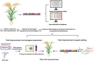 Synthetic directed evolution for targeted engineering of plant traits